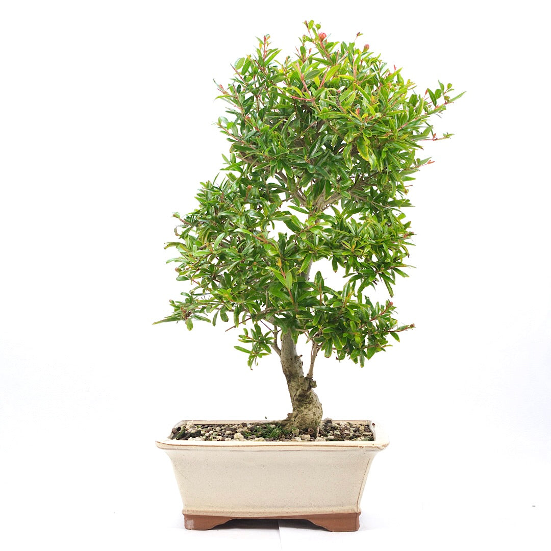 Granatapfel 'Punica granatum'